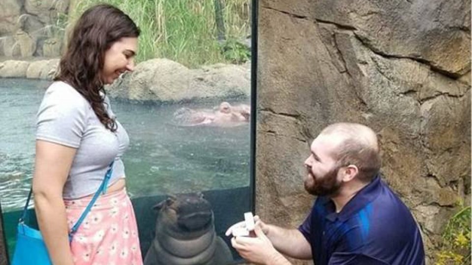Hroch Fiona v Zoo